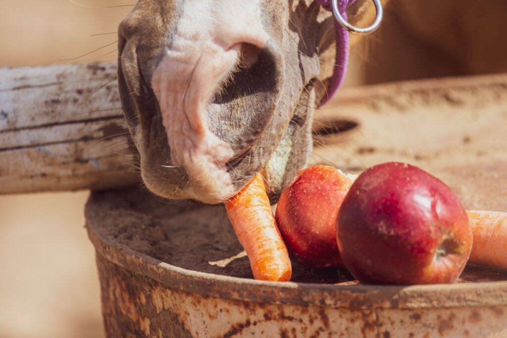 Carottes et pommes correspondent à ce que mange un cheval