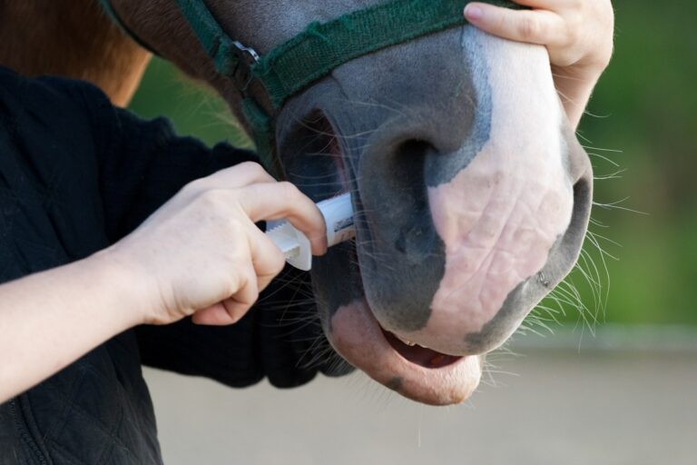 Traitement d'un cheval avec un vermifuge complet