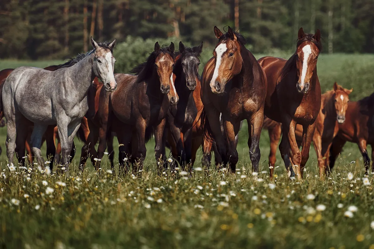 Vermifuge pour cheval complet : obligatoire pour les troupeaux