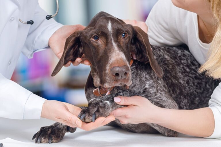 Un chien qui rend visite au vétérinaire