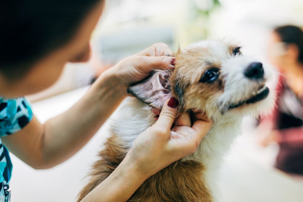 Un chien qui aime se faire examiner ne redoute plus les visites chez le vétérinaire