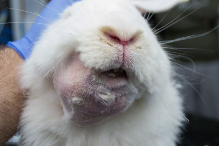 Un lapin atteint d'un abcès dentaire