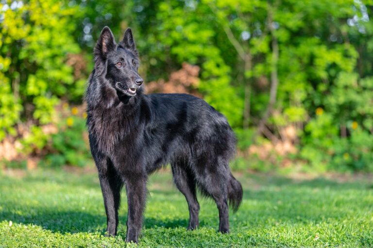 Le berger belge Groenendael a un poil noir luisant