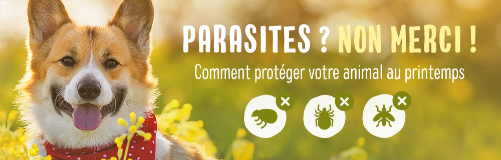 campagne_parasite_chien_article_banner_3