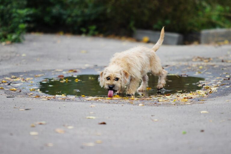 L'eau des flaques est-elle sans danger pour votre chien ?