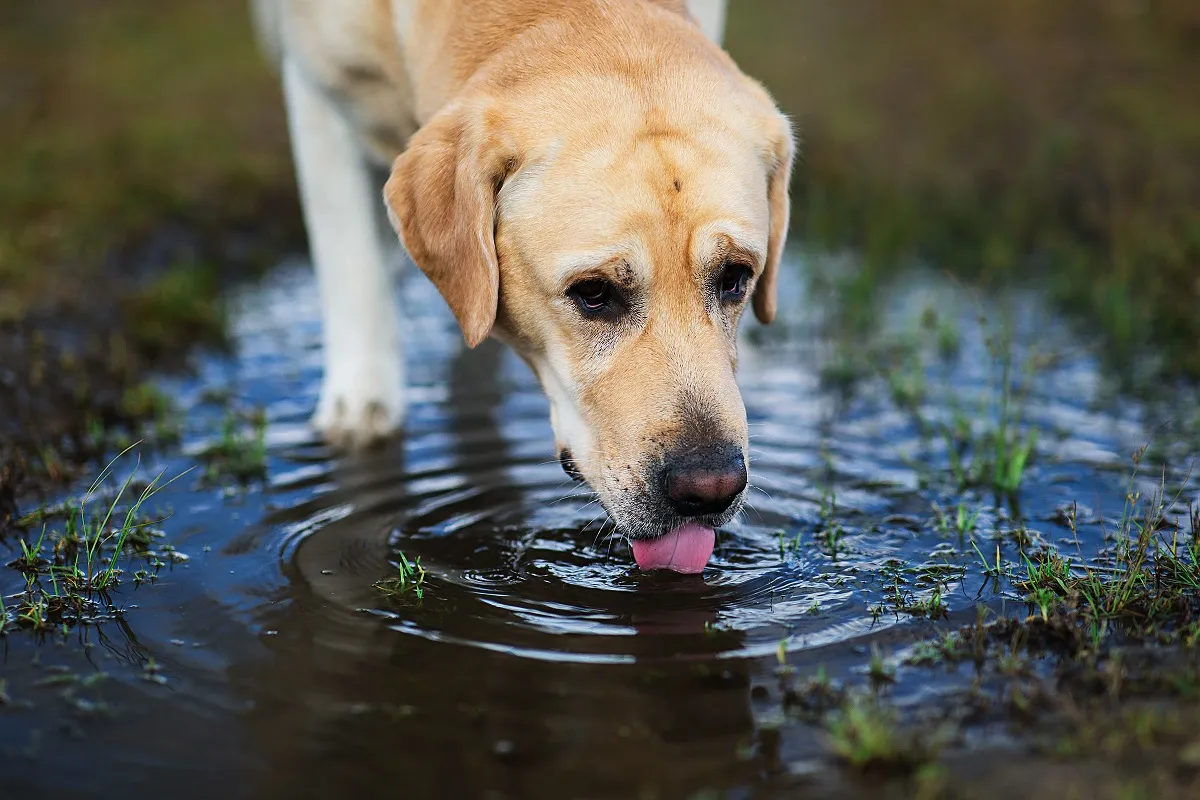 Chien qui boit dans une flaque d'eau