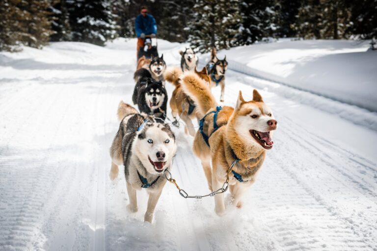 Le chien de traîneau est indispensable à la survie dans le grand Nord