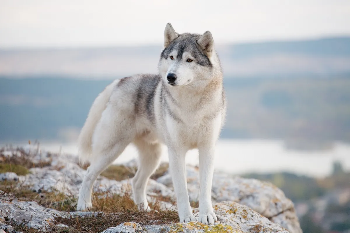 Un chien de traîneau dans la nature