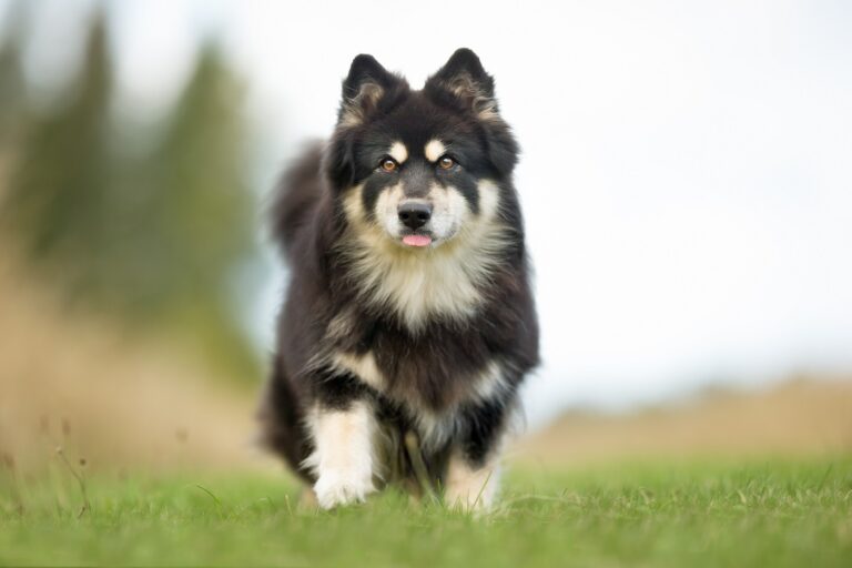 Chien finnois de Laponie en pleine nature