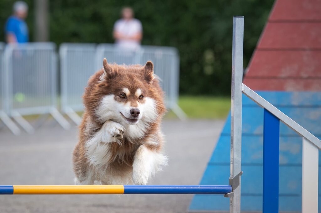Un chien finnois de Laponie adepte d'agility