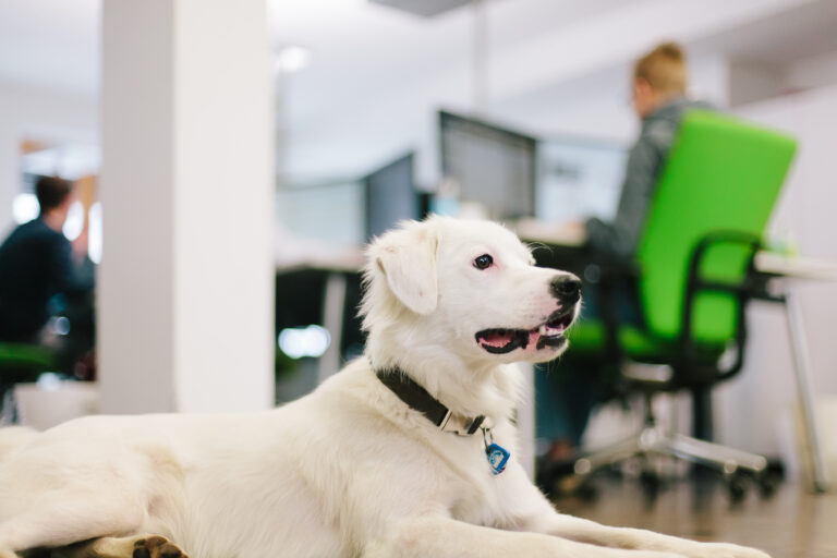 Emmener son chien au travail est bénéfique à l'atmosphère du bureau