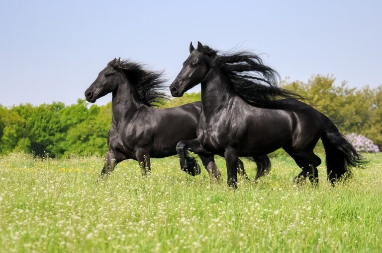 Le frison est un cheval à longue crinière