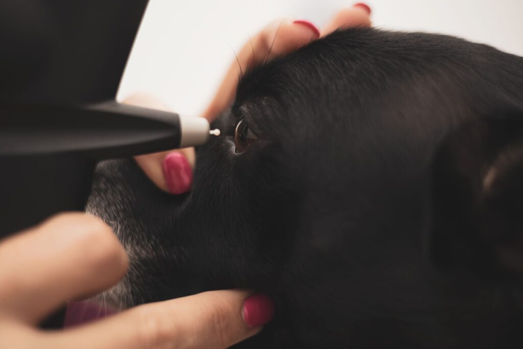 Pour déceler un glaucome chez le chien, le vétérinaire emploie un tonomètre