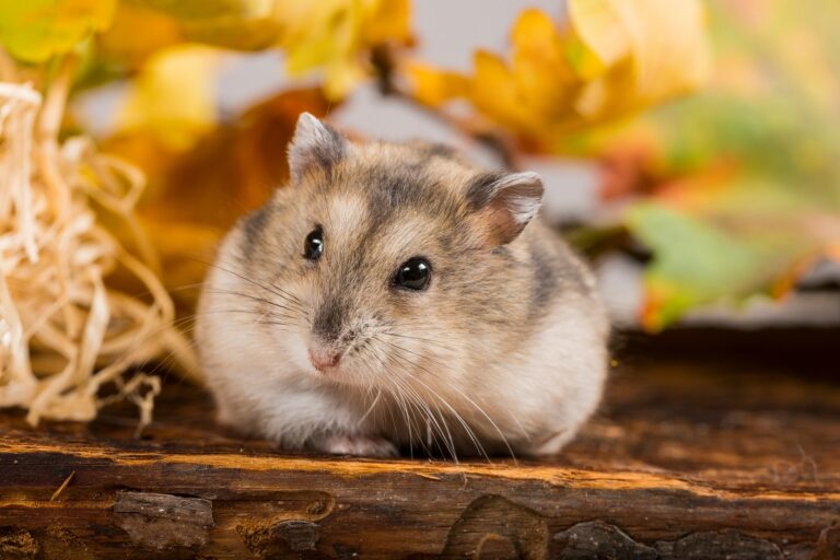 Un joli hamster russe