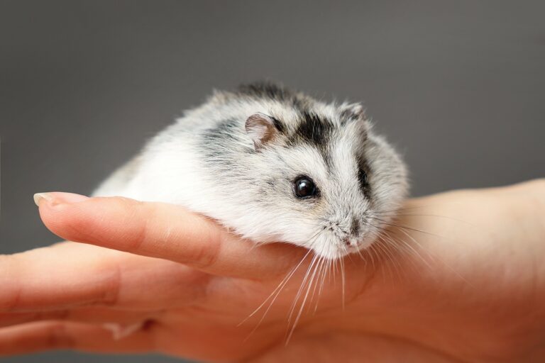 Hamster russe physionomie, caractère, espérance de vie — free download