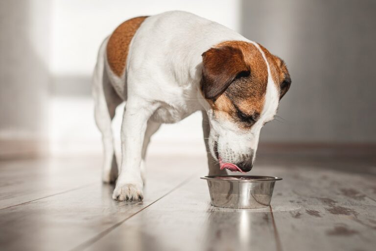 L'huile de saumon est bonne pour le chien