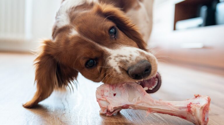 Un chien qui dévore un os