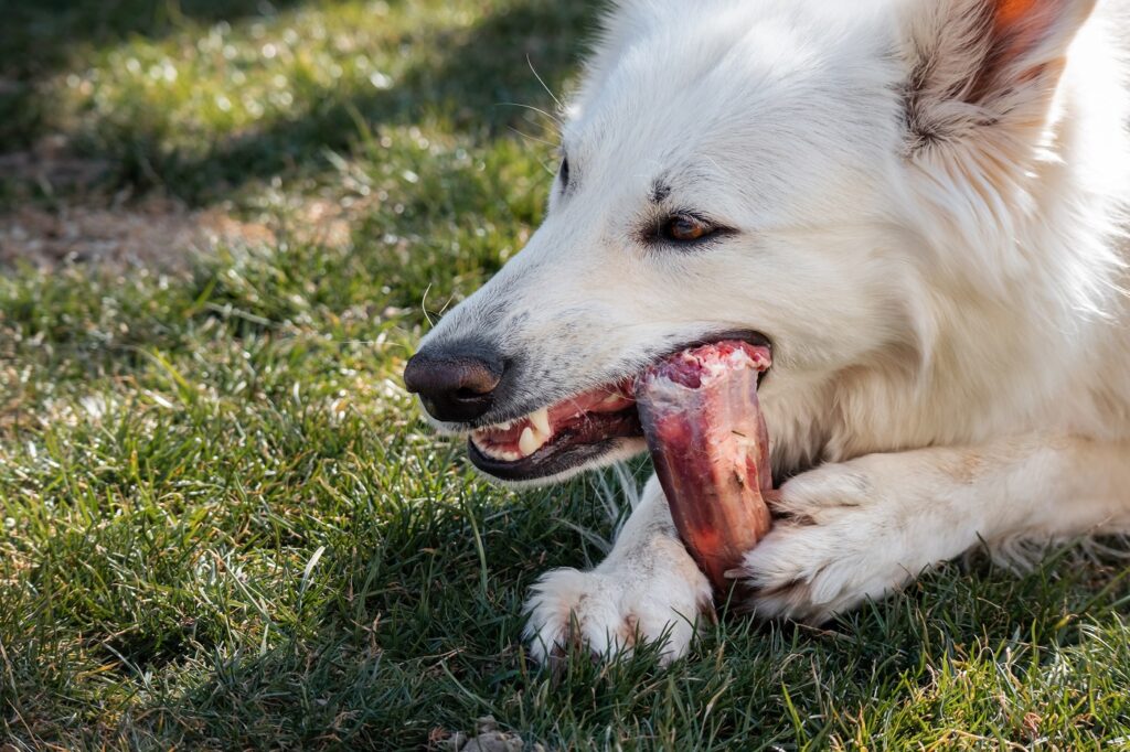 Mâcher un os présente-il un danger pour votre chien ?
