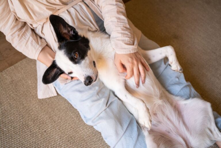 Péritonite chez le chien : quels signes ne trompent pas ?