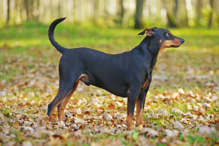 Pinscher allemand : magnifique représentant de la race