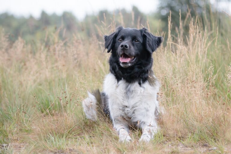 Un chien Stabyhoun dans les hautes herbes