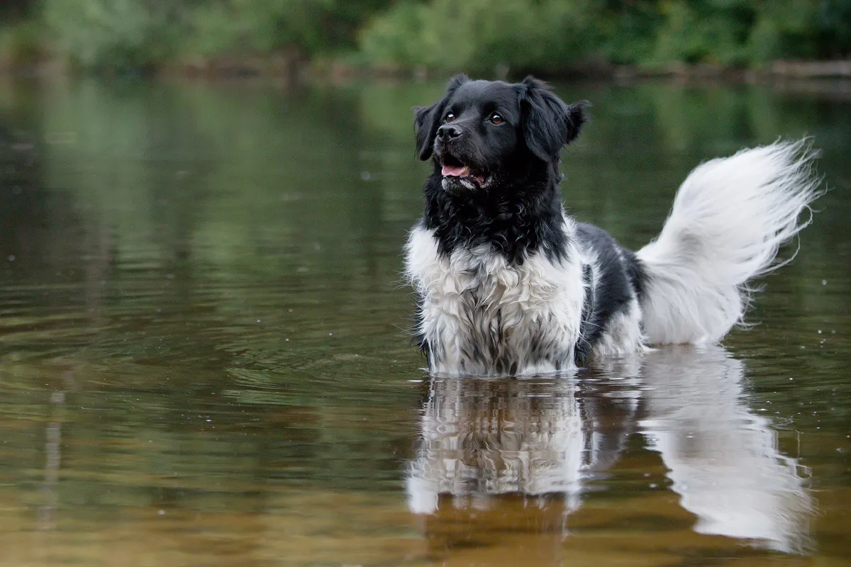 Chien Stabyhoun dans un plan d'eau