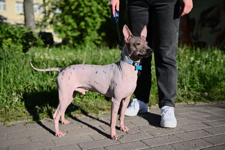 Le terrier américain sans poils est vif et énergique