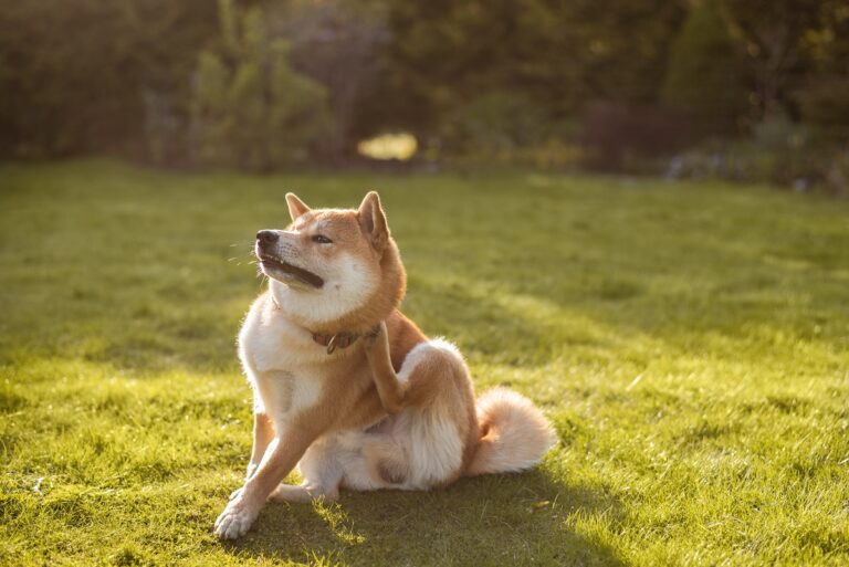 Ce chien a une allergie aux puces