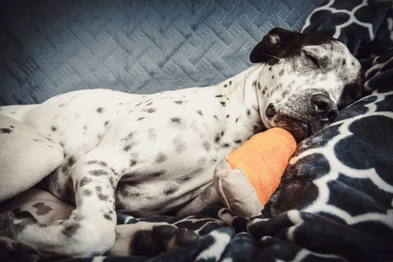 Un chien avec une blessure à la patte