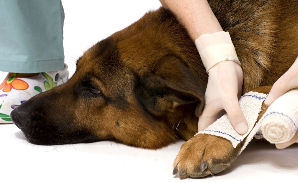 Blessure à la patte d'un chien : un bandage permet de protéger