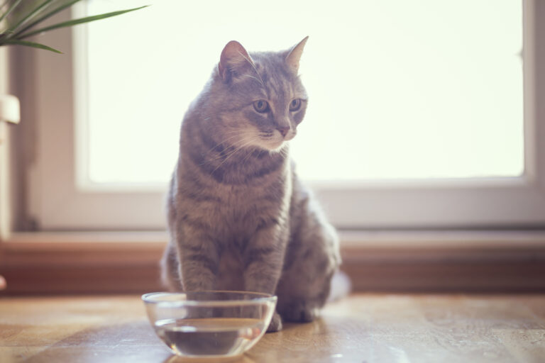 Une hydratation abondante permet d'éviter les calculs rénaux chez le chat