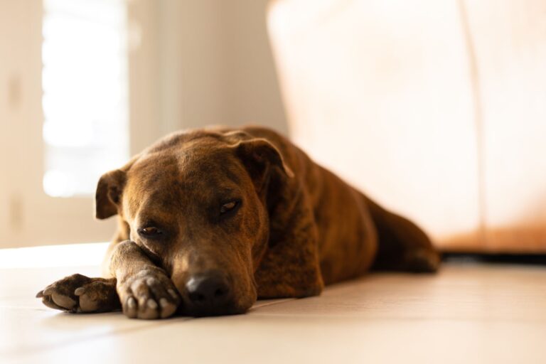 Un chien qui dort sur des sols durs a des risques accrus de cals