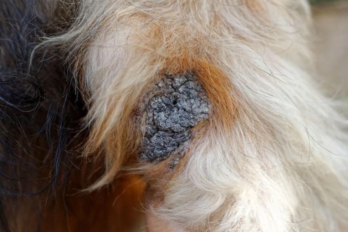 Zoom sur le cal d'un chien