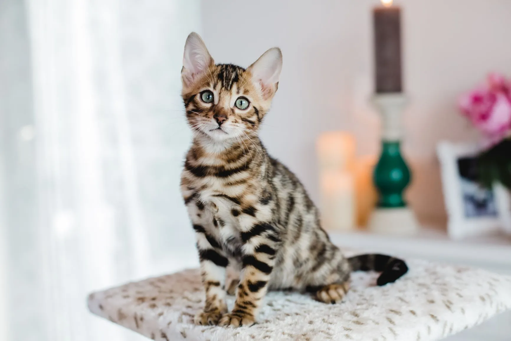 Chat le plus cher : le Bengal est un bon prétendant