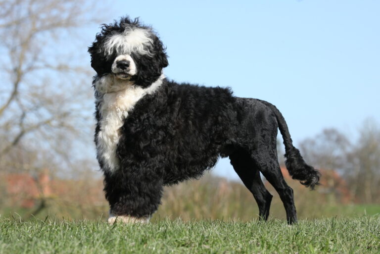 Le chien d'eau portugais avec sa coupe classique en crinière de lion