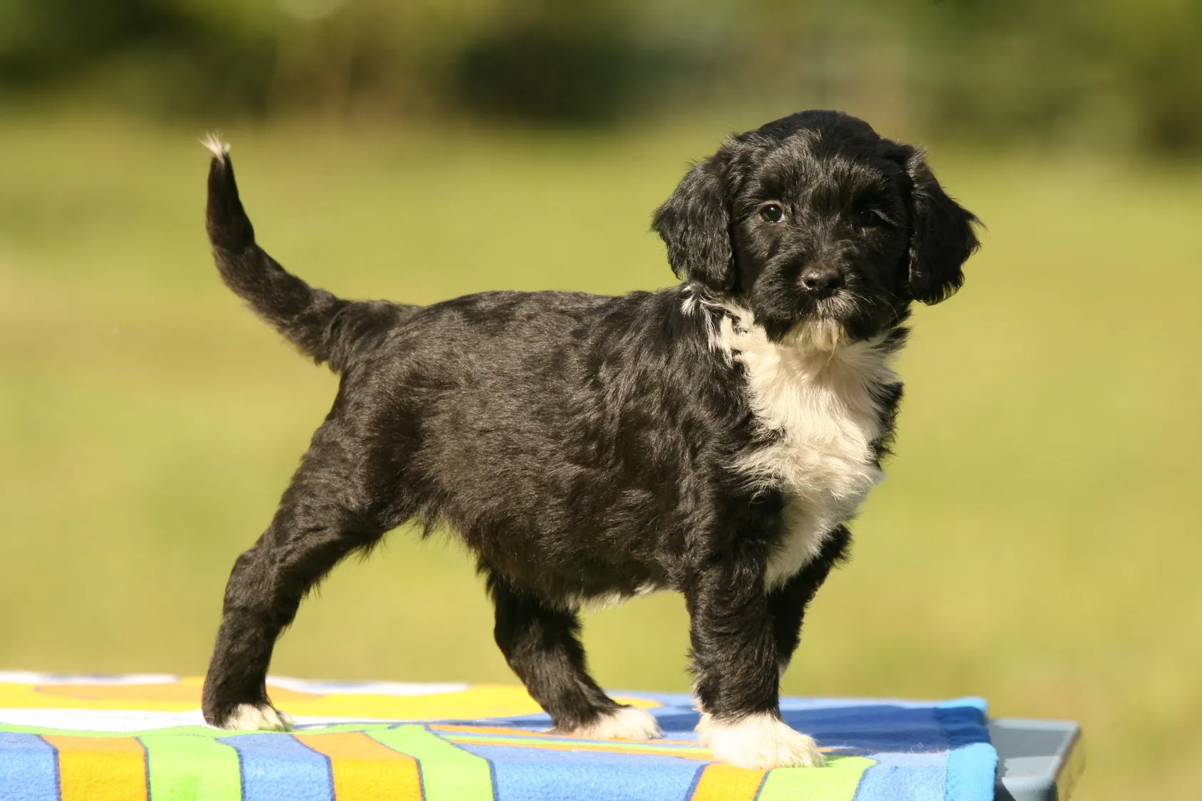 Un petit chien d'eau portugais