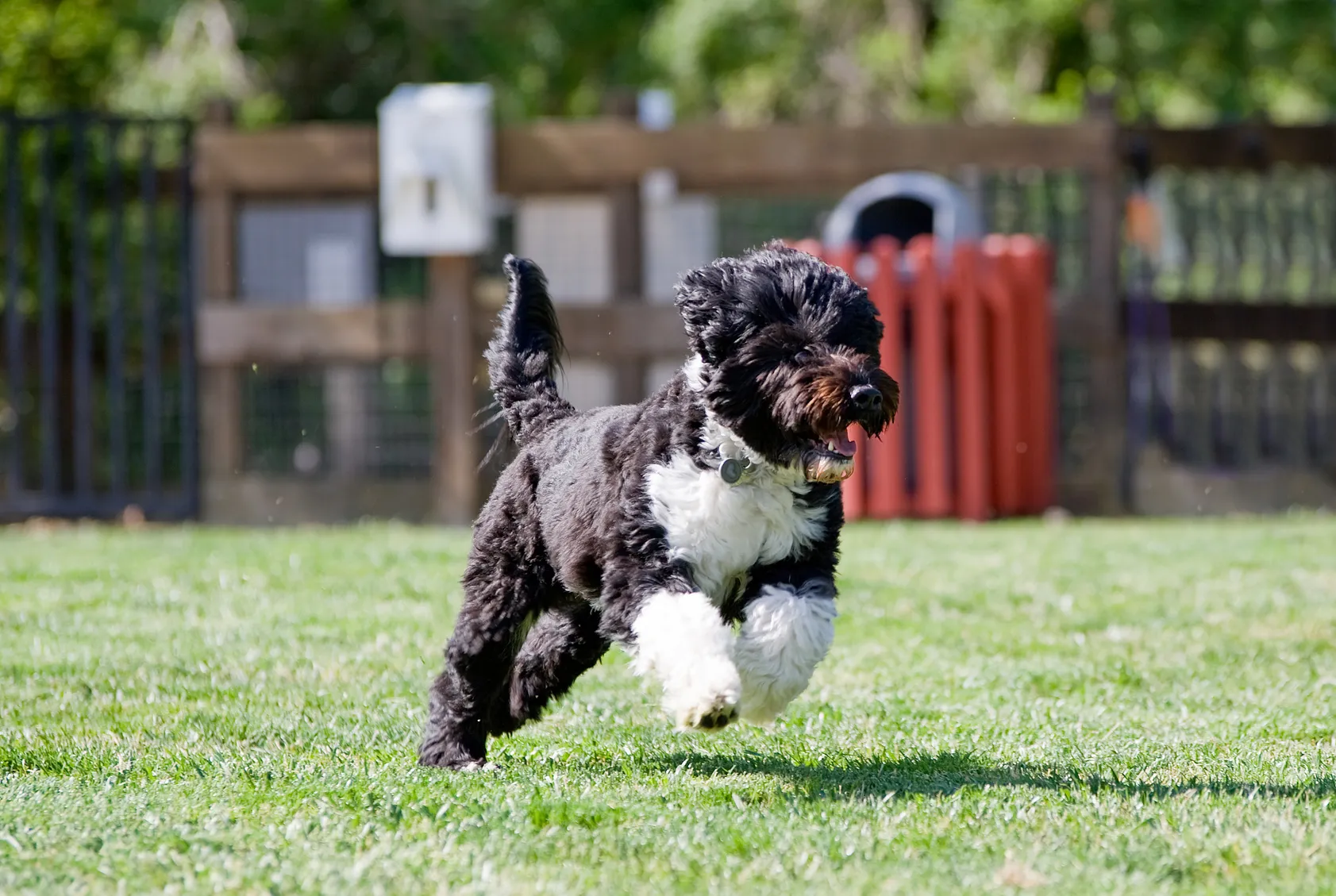 Un très beau chien d'eau portugais dans un parc