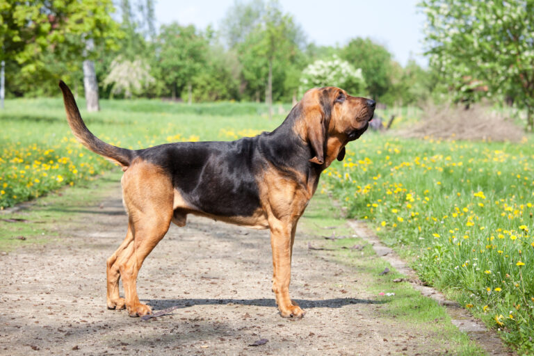 Un chien de Saint-Hubert dans le jardin