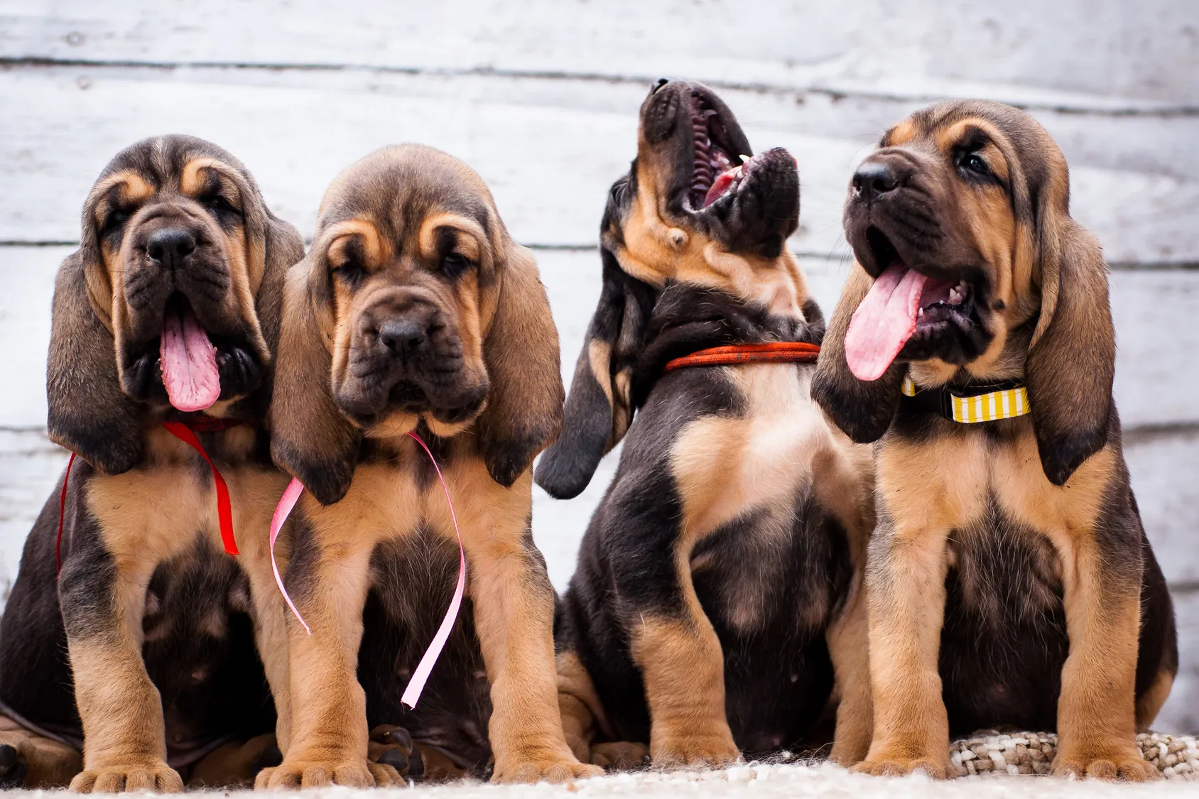 De très jeunes chiens de Saint-Hubert