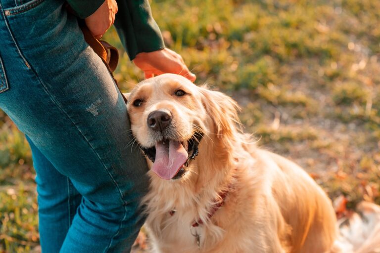 Les chiens ont-ils des sentiments ?