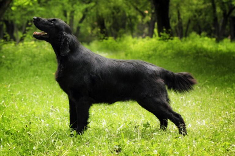 Un flat coated retriever dans la nature