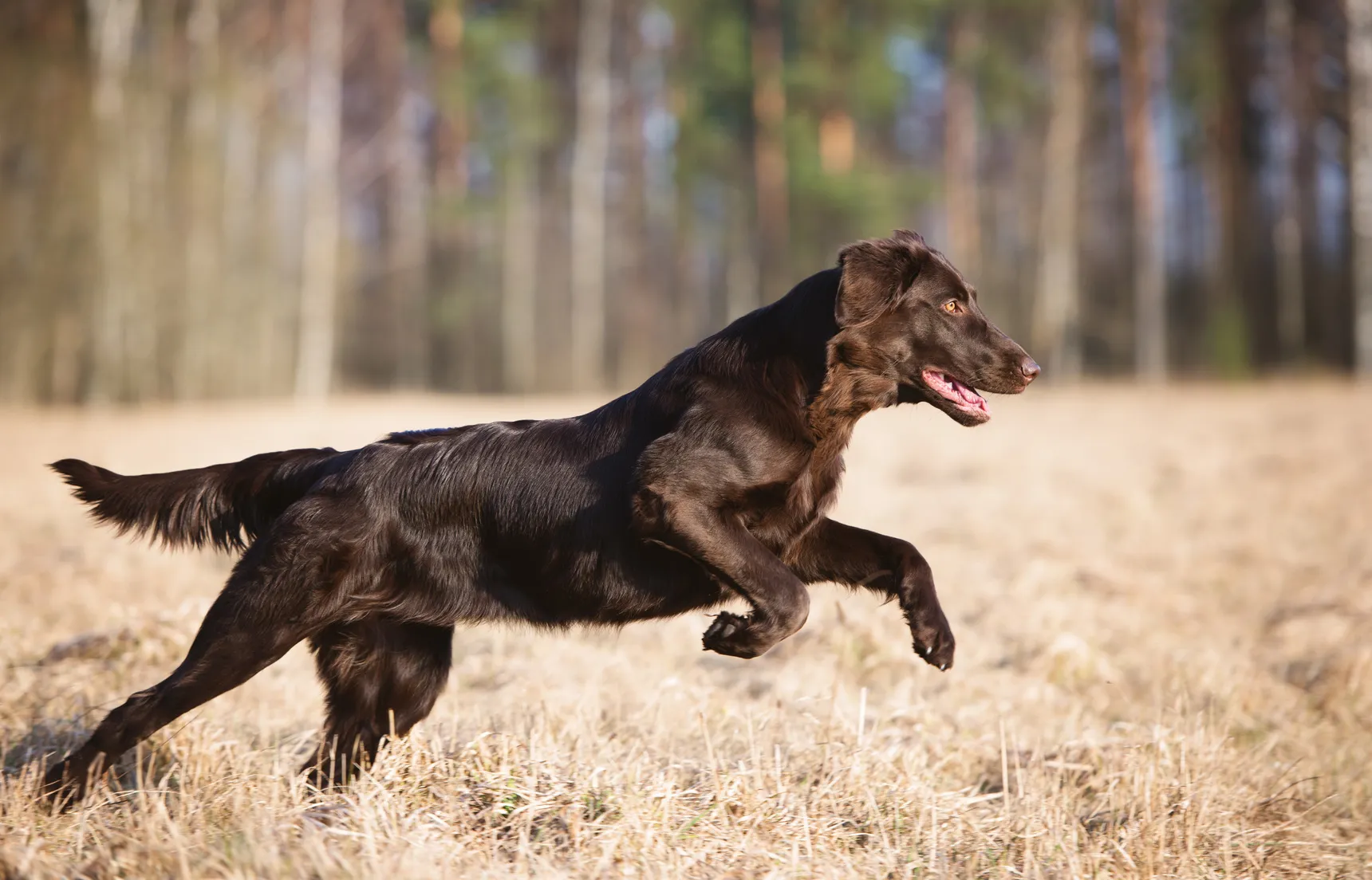 Un Flat Coated Retriever en pleine partie de chasse