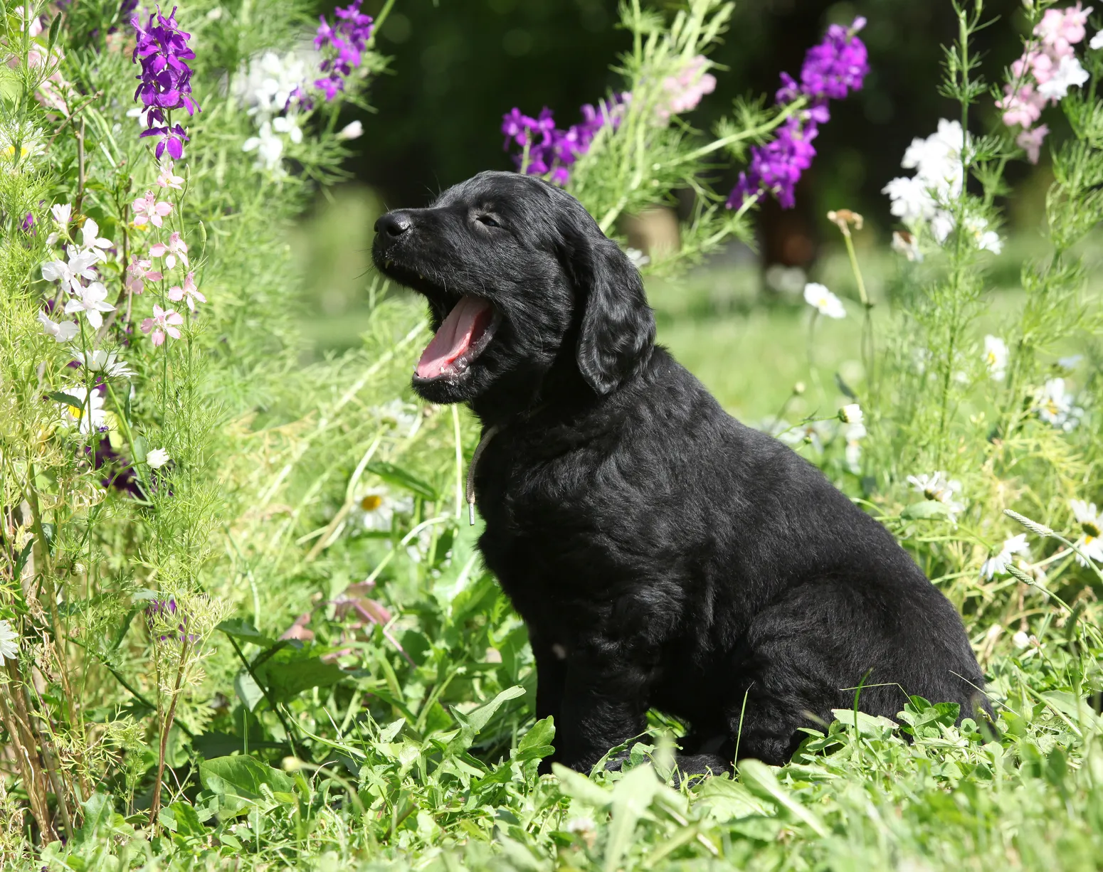 Un jeune Flat coated Retriever dans les hautes herbes