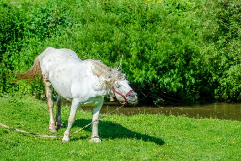 Headshaking chez le cheval : il hoche la tête continuellement