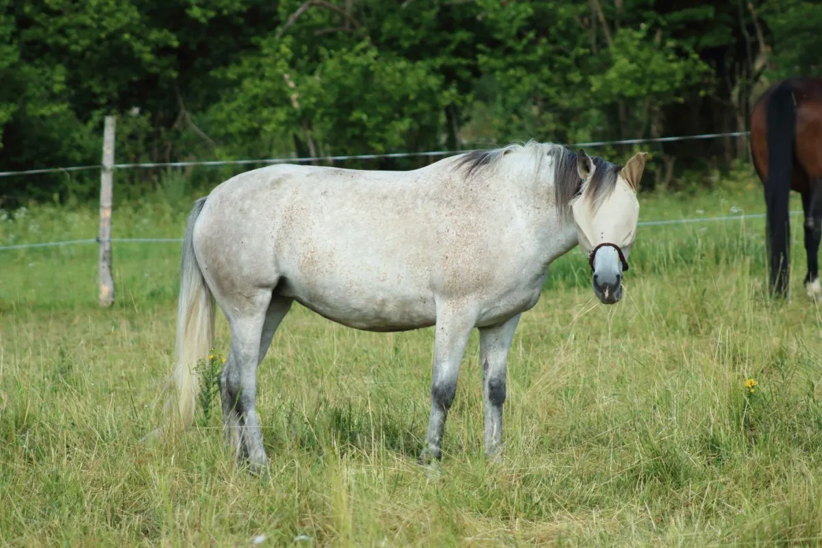 Headshaking du cheval : une protection anti-mouches peu aider