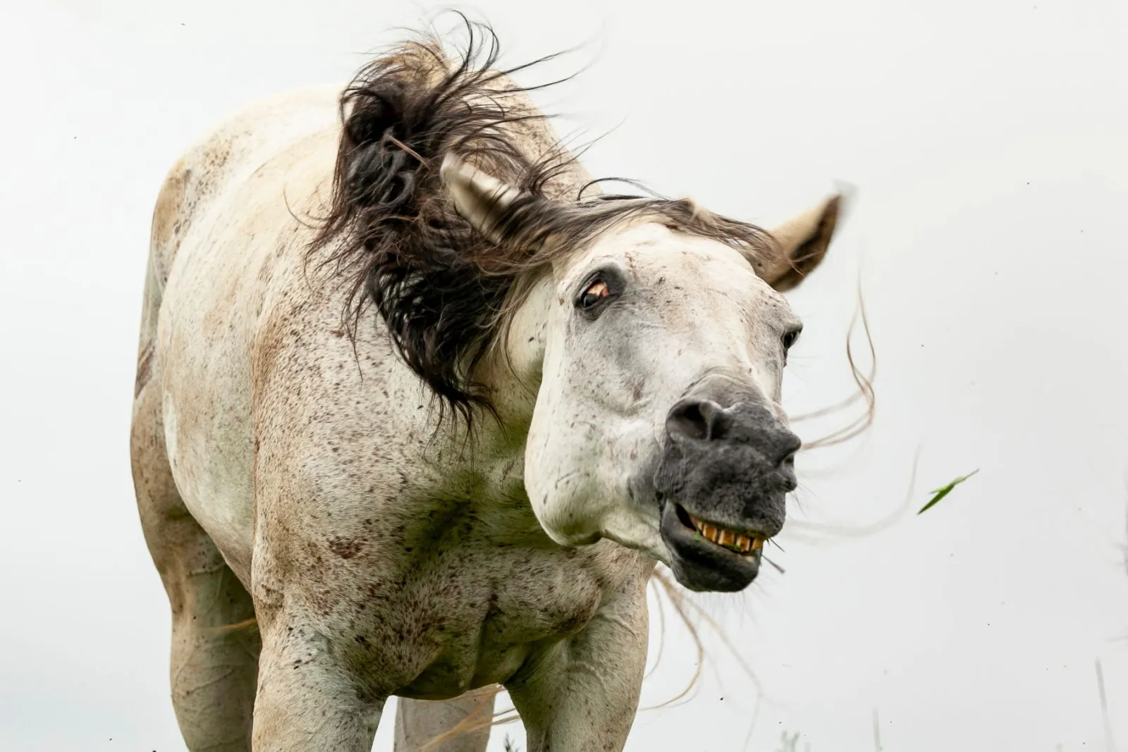 Le Headshaking peut rendre le cheval méchant