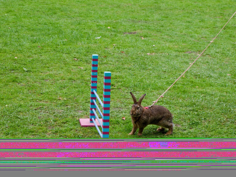 Lapin devant un obstacle de Kaninhop