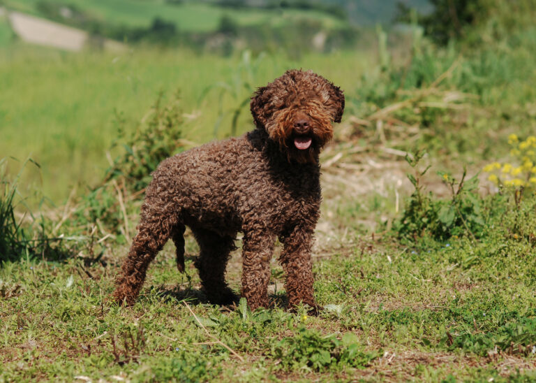 Le Lagotto Romagnolo est le compagnon de choix des pêcheurs et des truffiers