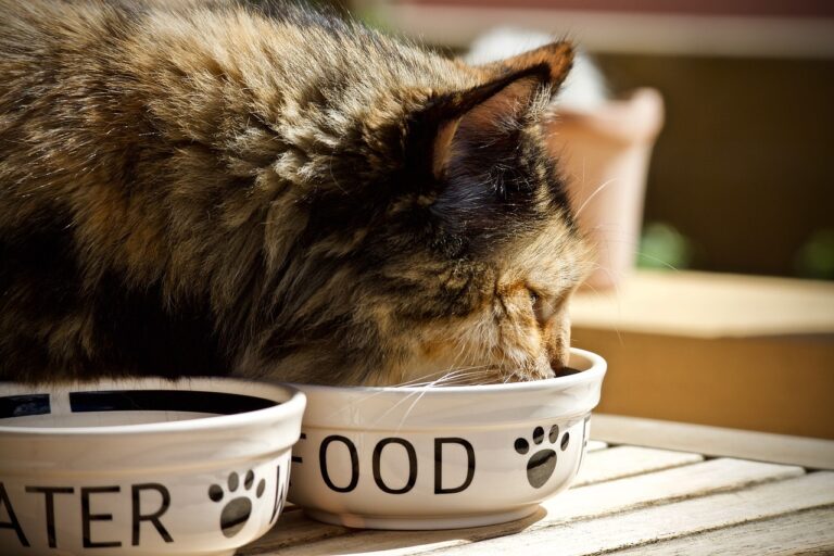 Un chat distingue sans problème la meilleure croquette