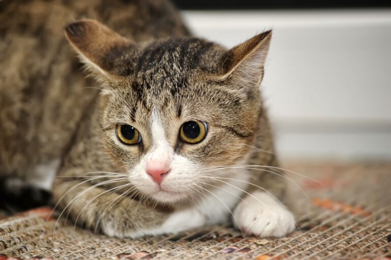 La psychologie du chat peut aider un félin aux comportements bizarres